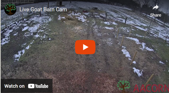Goat barn live cam on YouTube