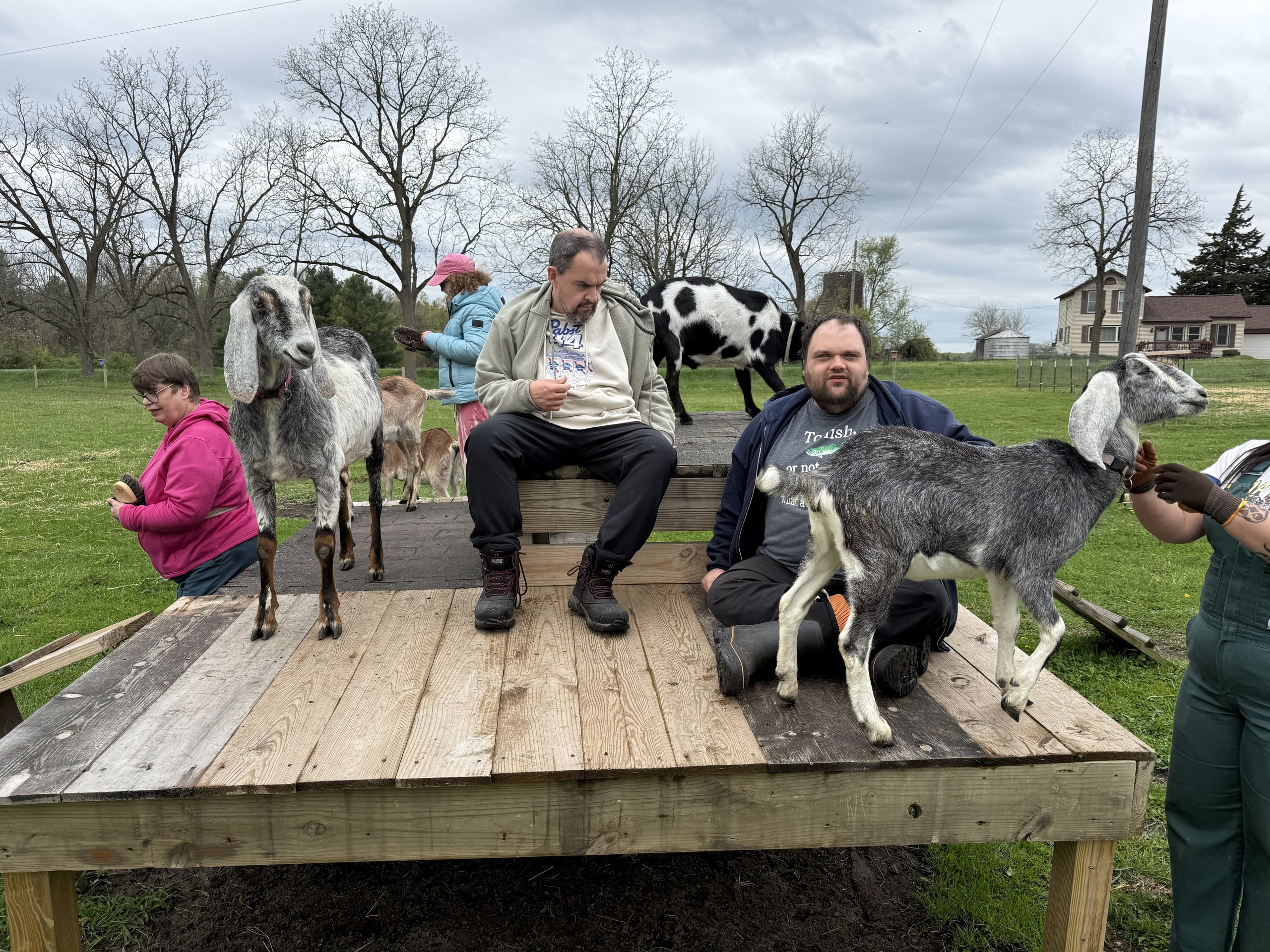 Participants sitting on a structure with goats right next to them.