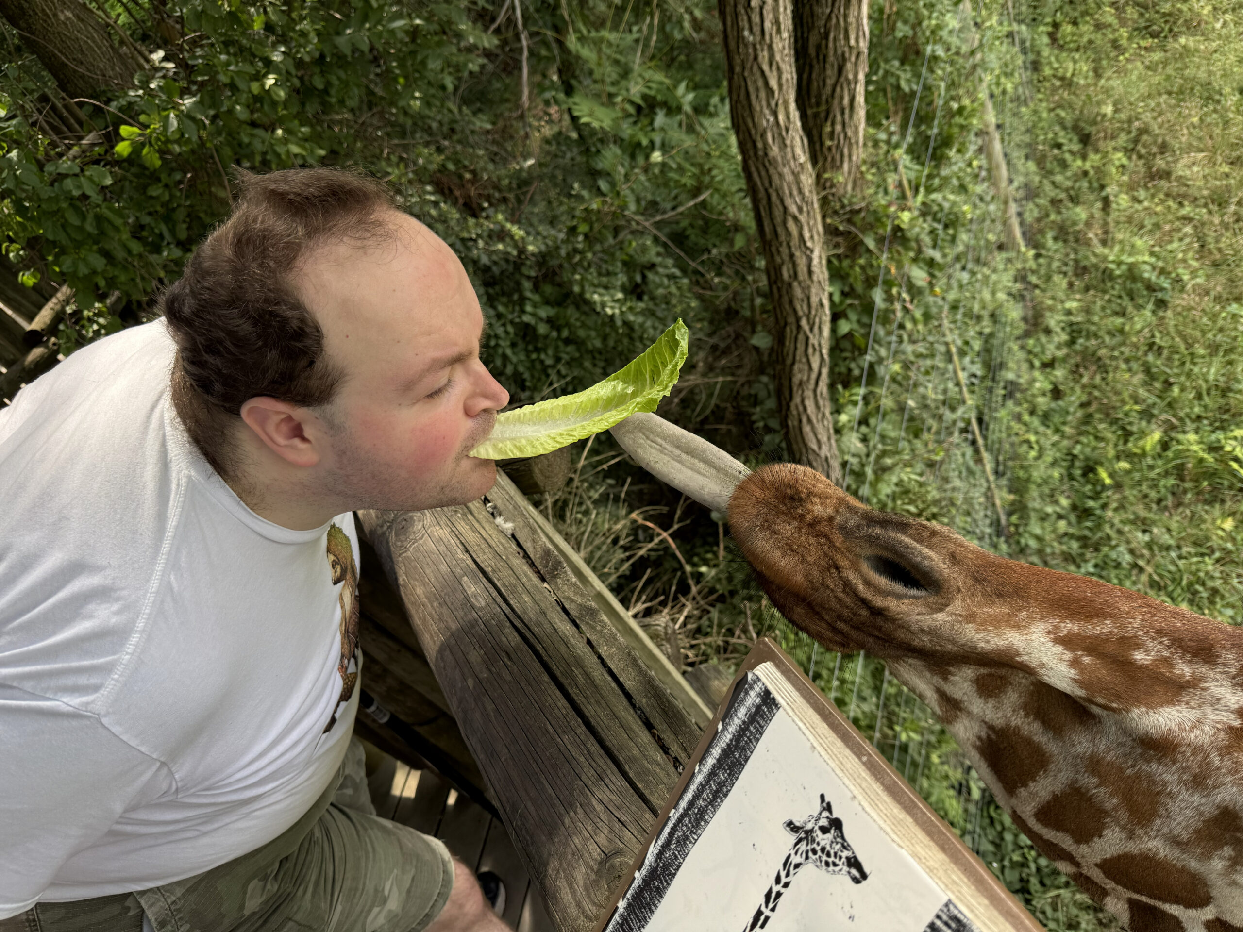 Person feeding giraffe a lettuce leaf from their own teeth
